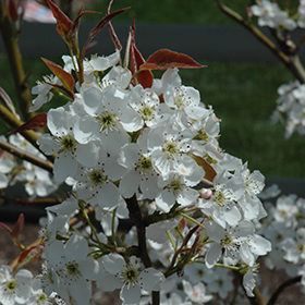 Plant Photo 4