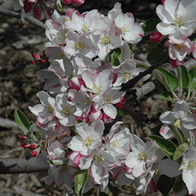 Plant Photo 4