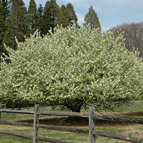 Plant Photo 10