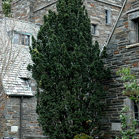 Plant Photo 3