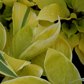 Plant Photo 7
