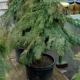 Plant Photo 6