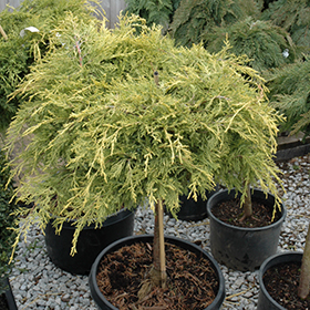 Plant Photo 8