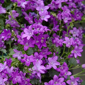 Plant Photo 4
