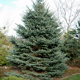 Evergreen Tree Photo