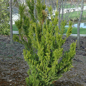 Plant Photo 4