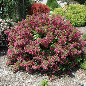 Deciduous Shrub Photo