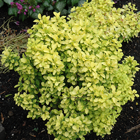 Plant Photo 4