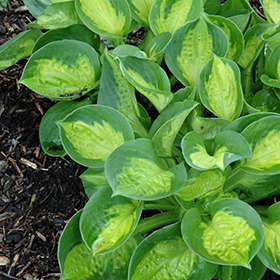Plant Photo 7
