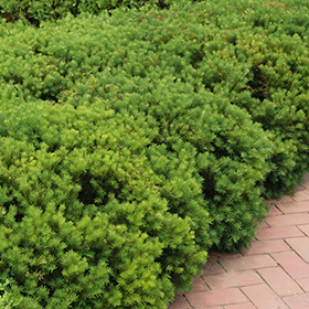 Plant Photo 7