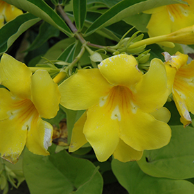 Plant Photo 8