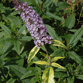 Plant Photo 10