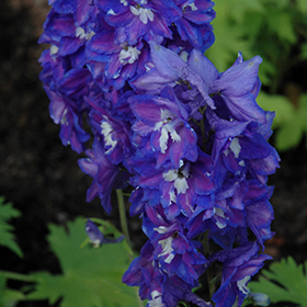 Plant Photo 2