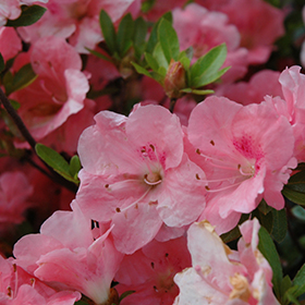 Plant Photo 9
