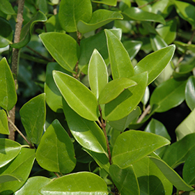 Plant Photo 4