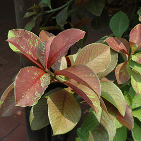 Plant Photo 10