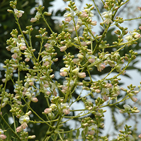 Plant Photo 10
