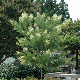Plant Photo 7