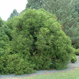Plant Photo 2