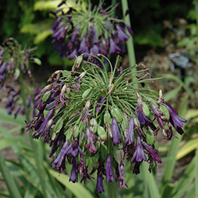 Plant Photo 6