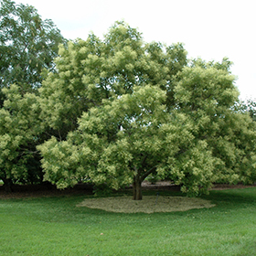Plant Photo 6