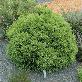 Plant Photo 10