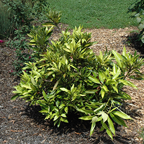 Plant Photo 8
