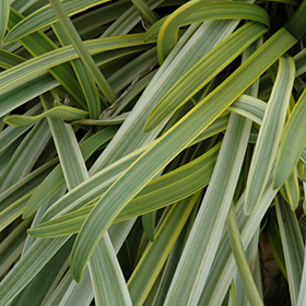 Plant Photo 5