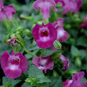 Plant Photo 6
