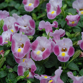Plant Photo 7