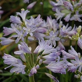 Plant Photo 8