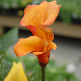 Plant Photo 3
