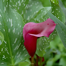 Plant Photo 10