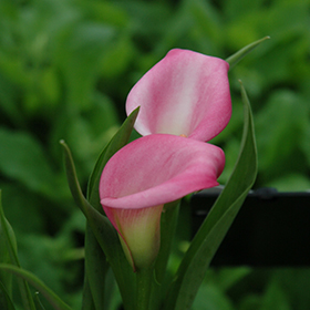 Plant Photo 4