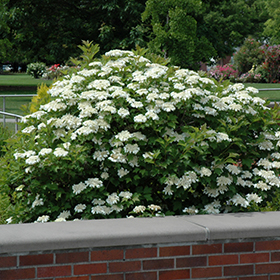 Deciduous Shrub Photo