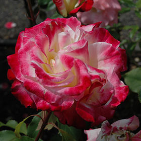 Plant Photo 8