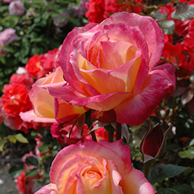 Plant Photo 7