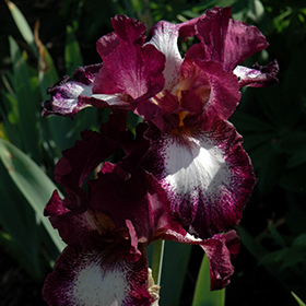 Plant Photo 2
