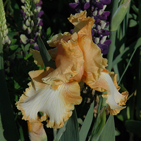 Plant Photo 4