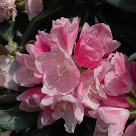 Plant Photo 6