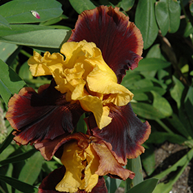 Plant Photo 3