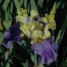 Plant Photo 5