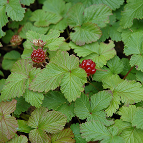 Plant Photo 8