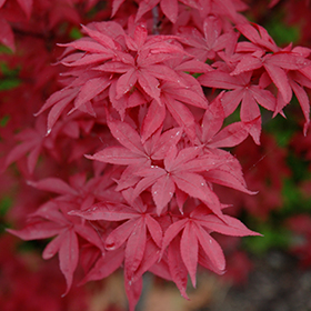 Japanese Maple Photo