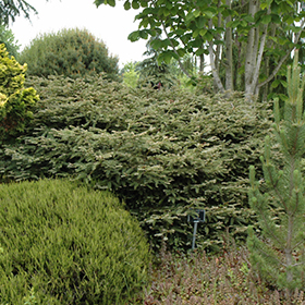 Plant Photo 10
