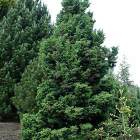 Plant Photo 4