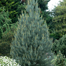 Evergreen Tree Photo