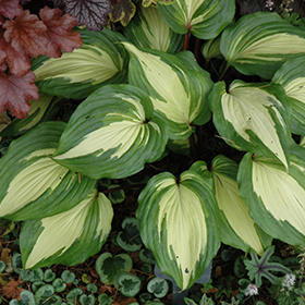 Plant Photo 5