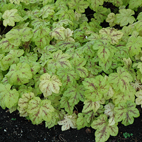 Plant Photo 6