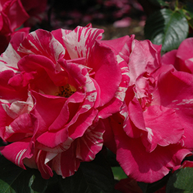 Plant Photo 2